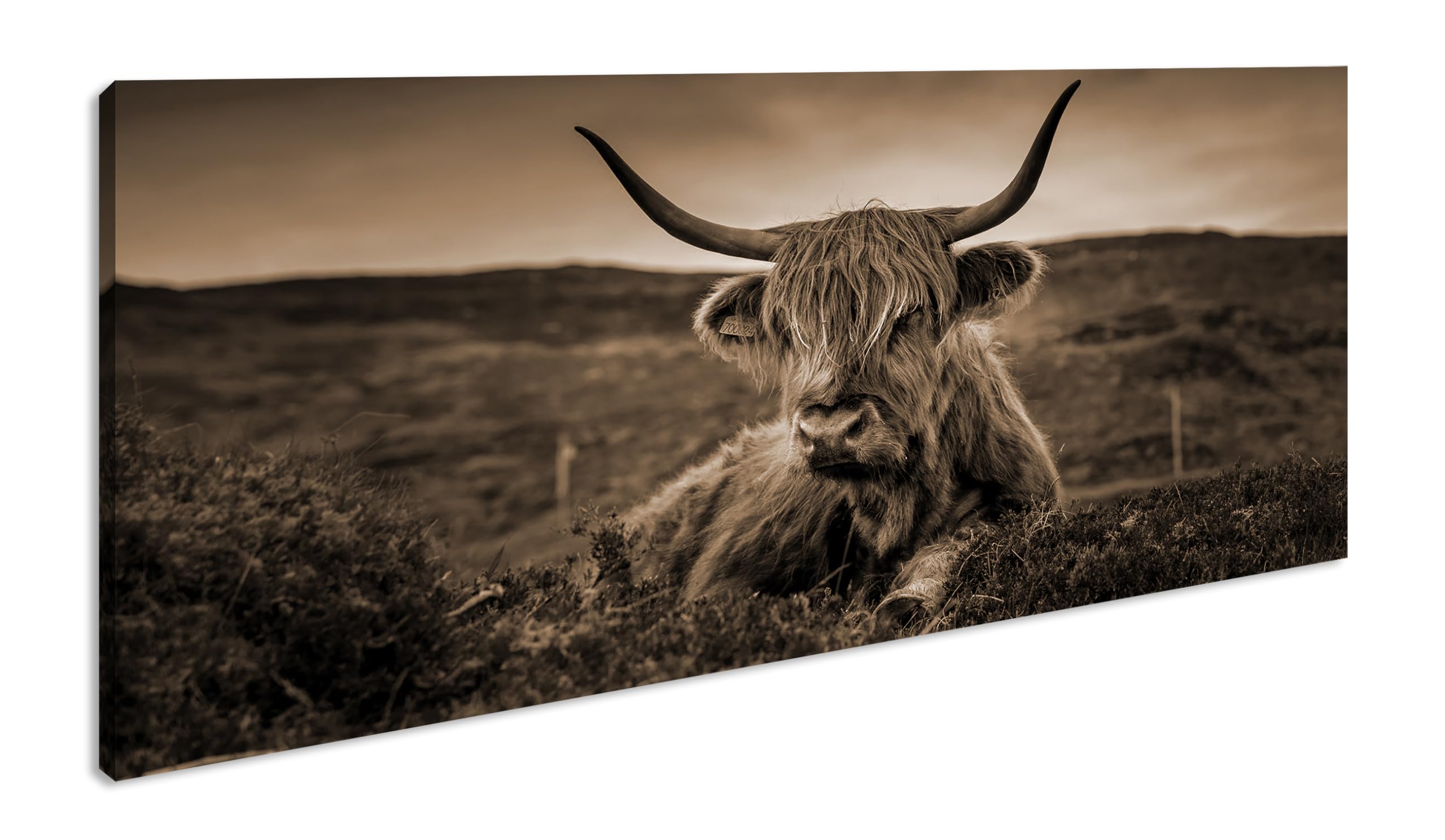 pelziges Rind auf schottischer Landschaft Panorama 80x40 cm Effekt: Sepia als Leinwandbild, Motiv fertig gerahmt auf Echtholzrahmen, Hochwertiger Digitaldruck mit Rahmen
