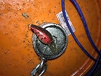 Review Image by Luke Dallas