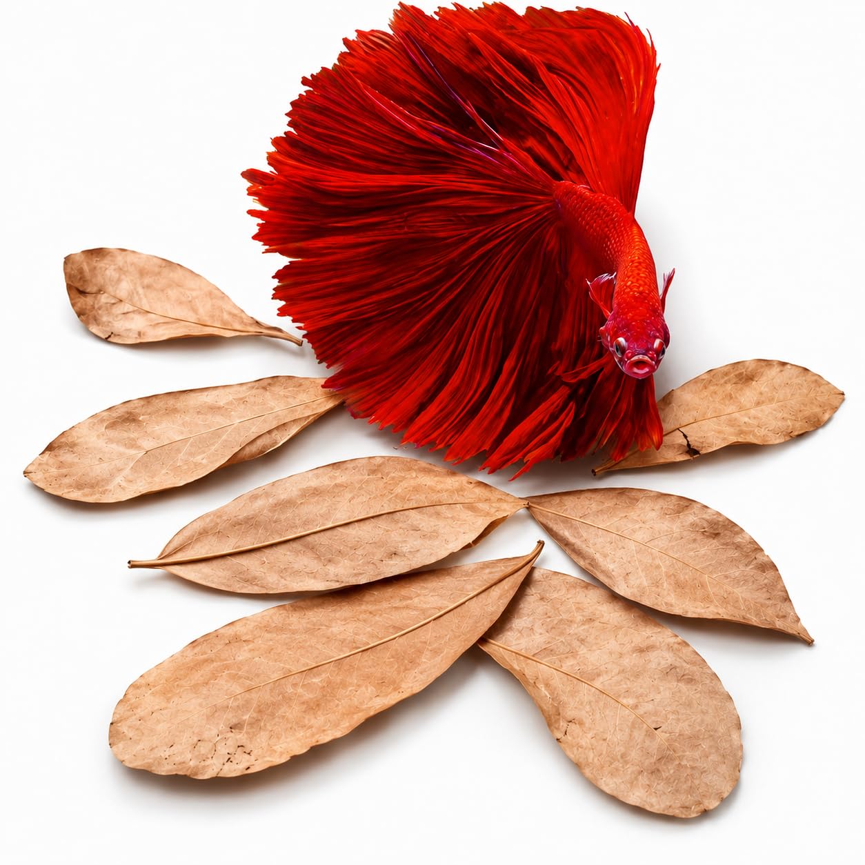SunGrow 2" Leaves 50-Pack