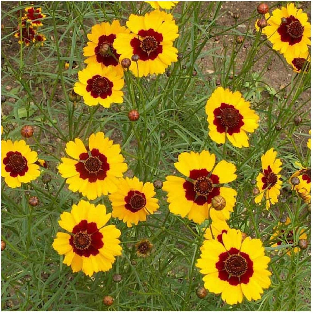 Everwilde Farms - 1 Lb Dwarf Plains Coreopsis Native Wildflower Seeds - Gold Vault