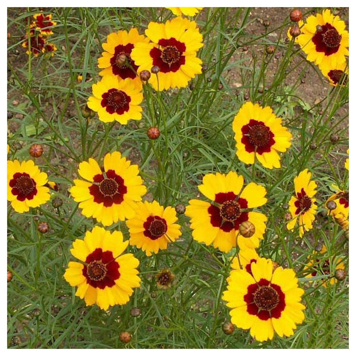 Everwilde Farms - 1/4 Lb Dwarf Plains Coreopsis Native Wildflower Seeds - Gold Vault