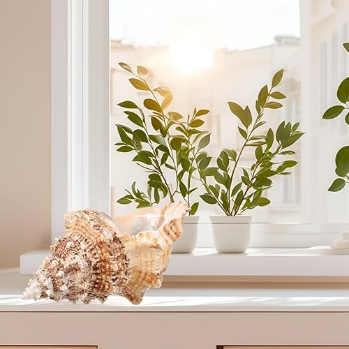 Miniatura 4 de Concha de concha natural gigante, concha de rana de 7 a 8 pulgadas, concha de mar grande para relleno de jarrón, plantas de aire, decoración del