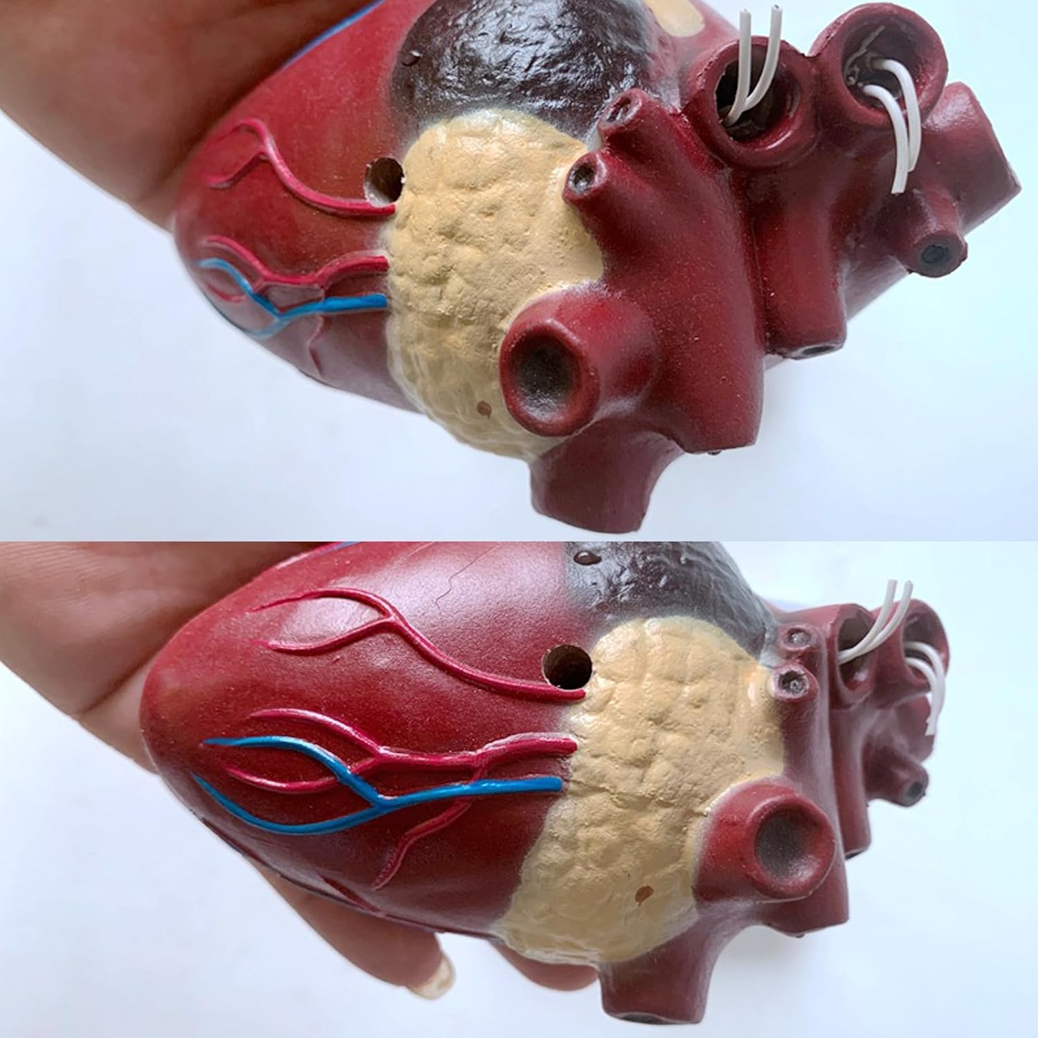 Dog Heart Organ Model, Canine Heart Heartworm Anatomical Model, Including Ventricles/Blood Vessels, Comes with A Detachable Base, for Veterinary Science Study Education, Teaching Demonstration Tool