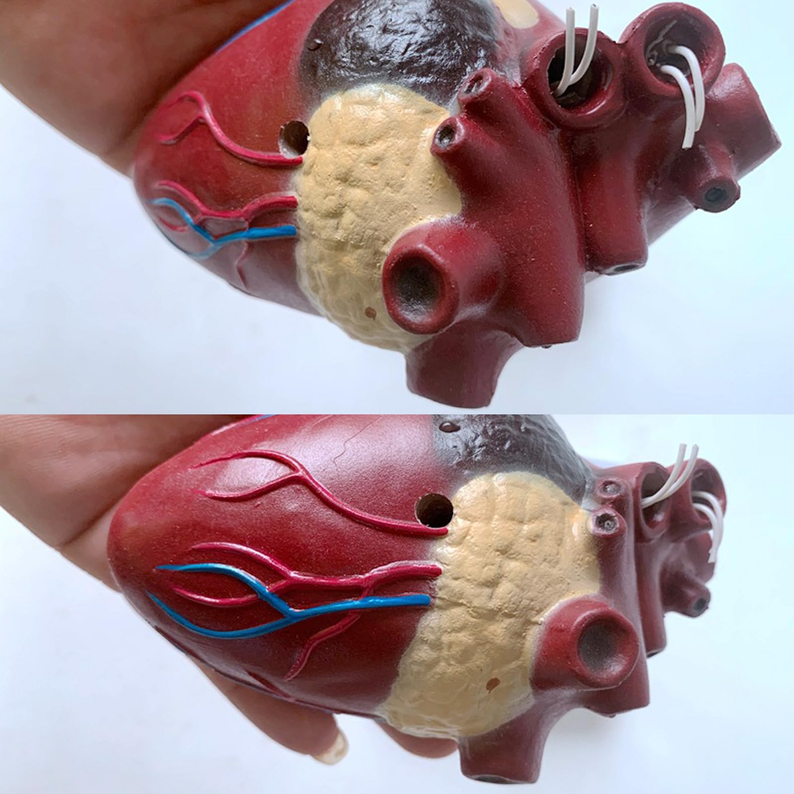 Modelo de anatomía de corazón y gusano del corazón de perro, construido con ventrículos y vasos sanguíneos, equipado con una base desmontable, perfecto para la educación veterinaria y el uso docente.