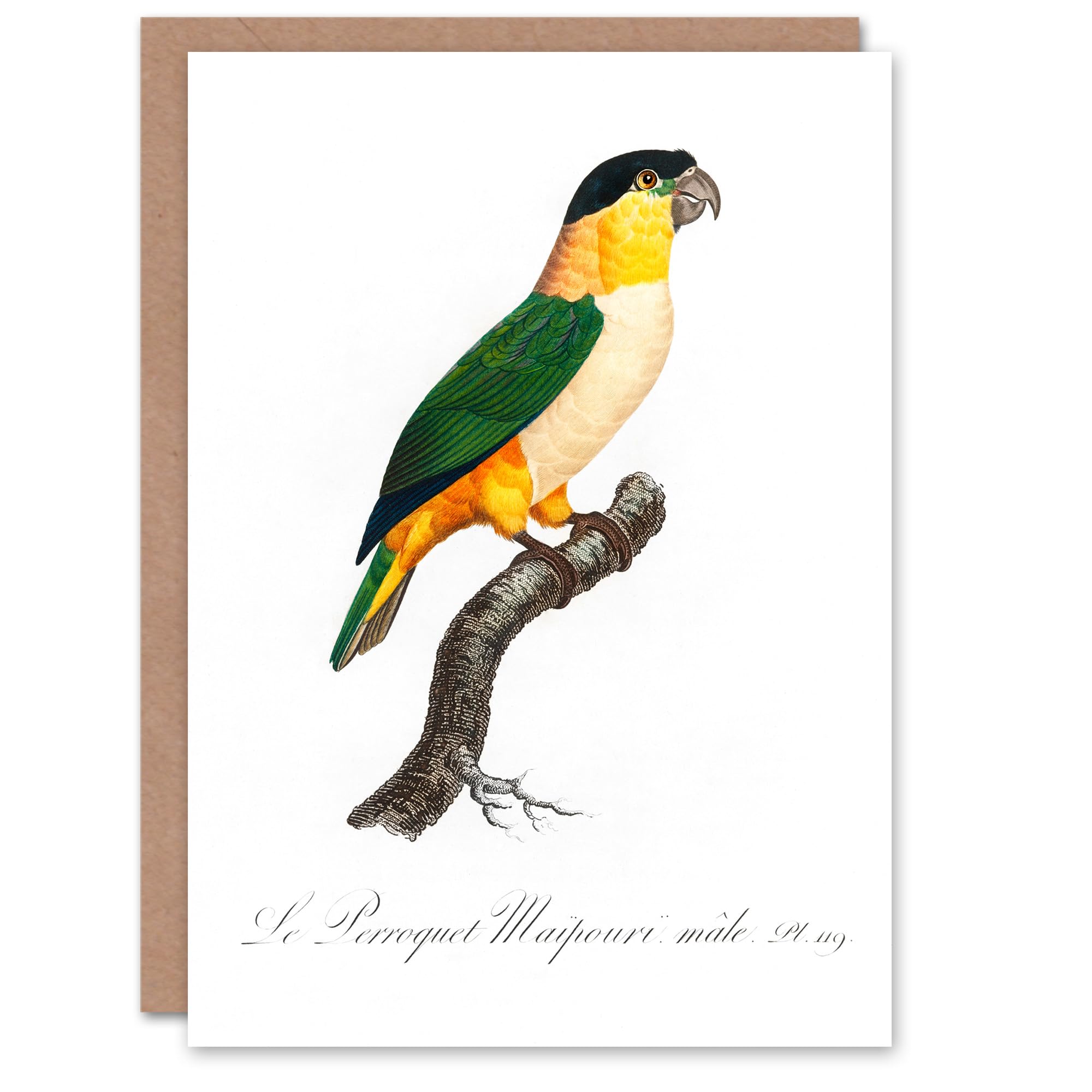 Artery8 Francois Levaillant Art Card The Black Headed Parrot