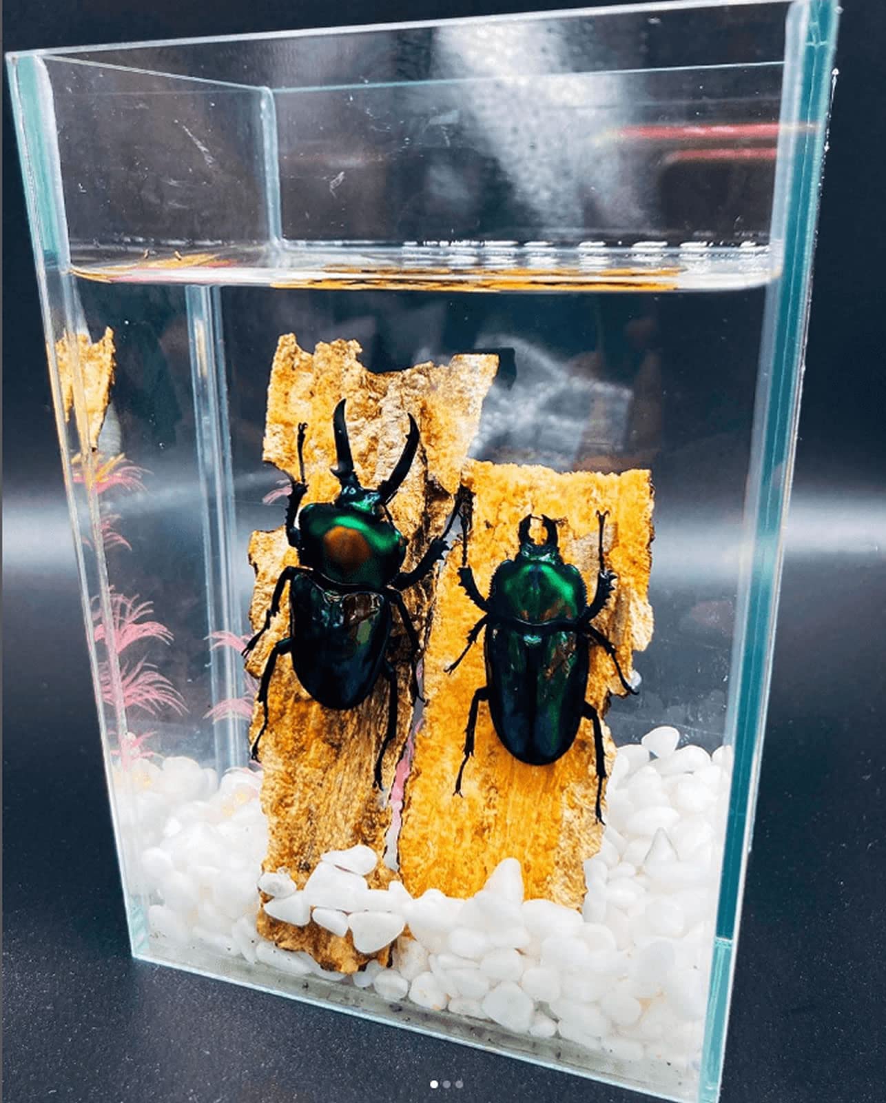 Amazon.co.jp: 光で簡単に固まる1液型標本レジン 「昆虫ロック ソフト