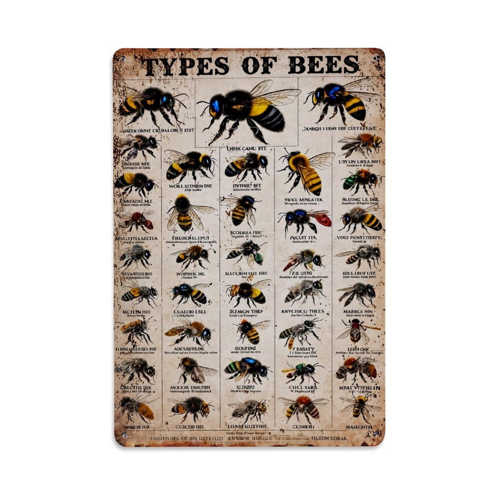 Types Of Bees Illustration Chart Retro Metal Tin Sign, Vintage Metal Poster for home, Gaming Room, Studio Workshop,Bar,Garage Wall Art Decor 8x12 Inch