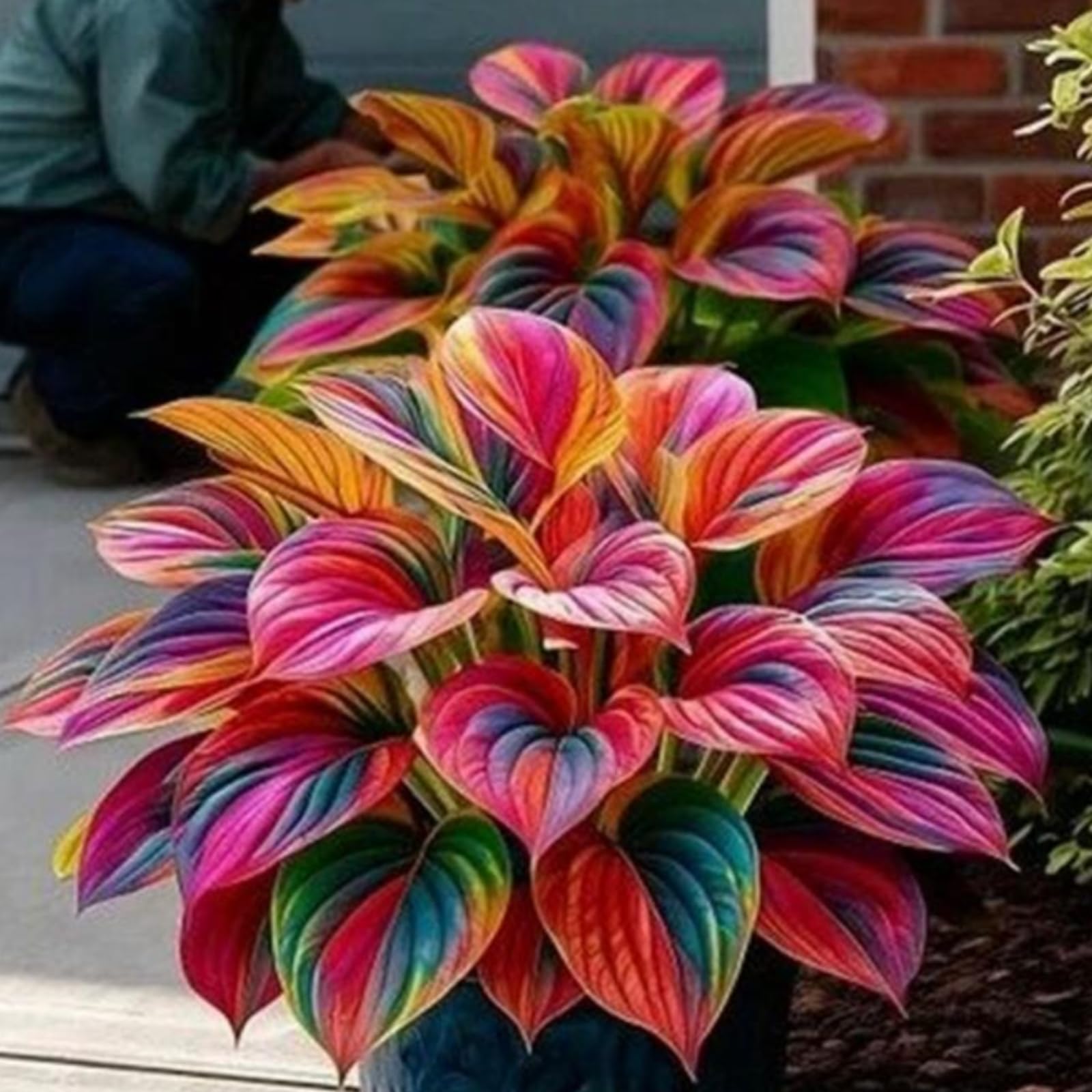 Striking Hosta Bulbs Mix for Planting Now UK/Stunning Ornamentals,Potted-Plants-Rhizome,Midnight Blue Butterfly Flowers,Cold-Tolerant/Perennial,Excellent Display,Garden.-6Bulbs-M