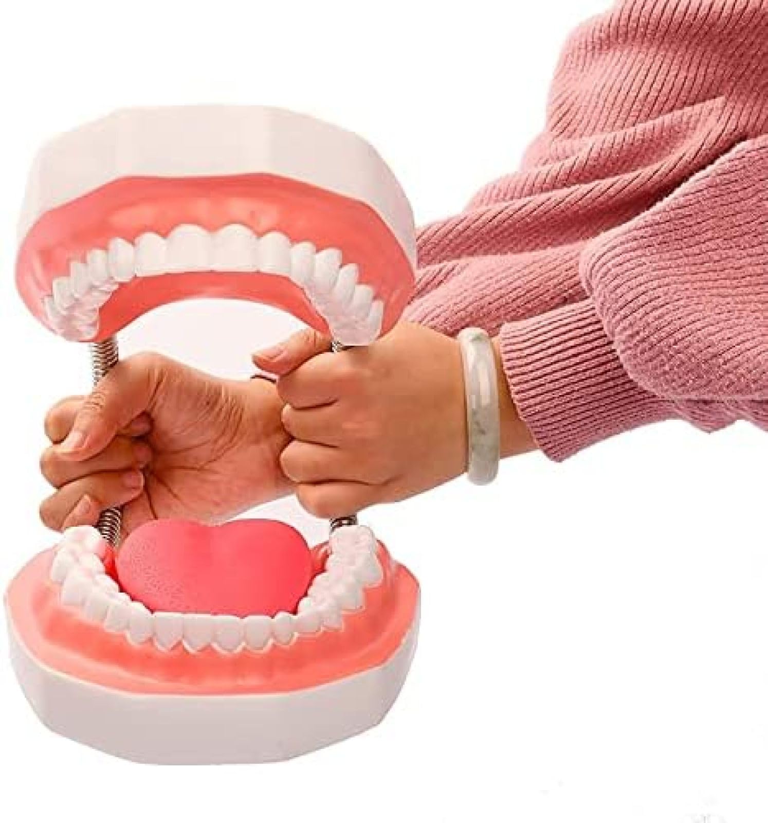 Modèle D'enseignement Dentaire, Modèle D'anatomie Dentaire Amovible, Modèle De Prothèse De Démonstration Typodont Adulte pour l'enseignement, L'étude, L'affichage, La Communication avec Le Patient