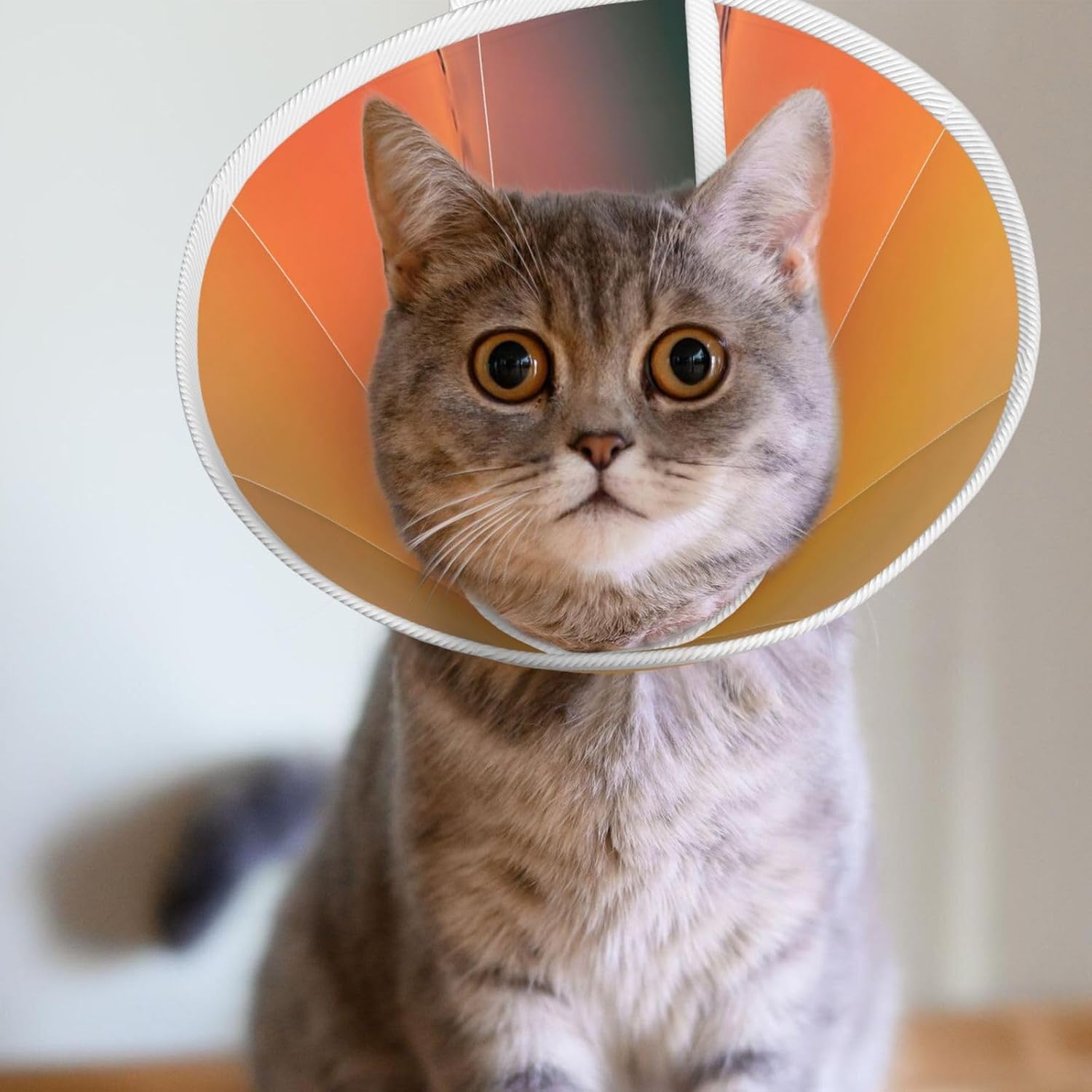 Custom Pet Cones - Unique Design Cat & Dog Cone, Collar for Post-Surgery Recovery, Adjustable Neck Red Horizon, Headhunter Crab Medium