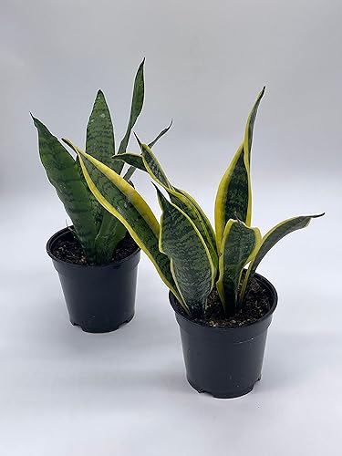 Miniatura 2 de BubbleBlooms Snakeplant - Paquete variado de 2 plantas de serpiente diferentes en macetas de 4 pulgadas, Dracaena trifasciata
