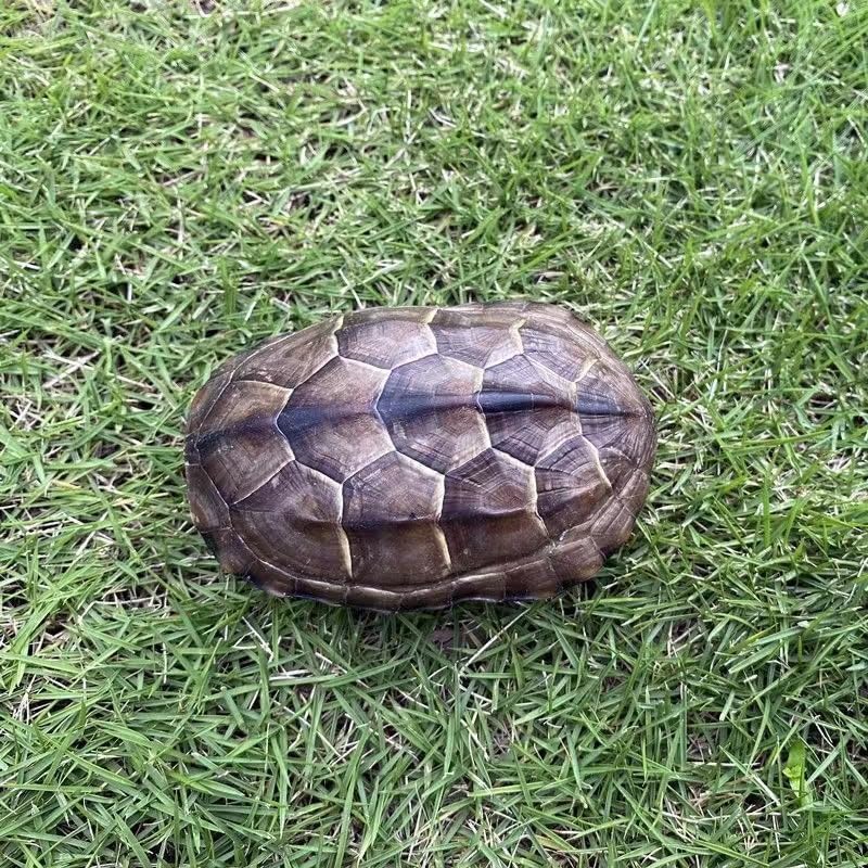 Natural Turtle Shell, Real Animal Bones Specimen Collection Animal Taxidermy for Home Decoration Special Gifts (5)