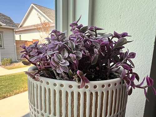 Miniatura 107 de Othonna capensis L.H.Bailey de 4 pulgadas, rara suculenta colgante de color púrpura completamente enraizada en macetas con mezcla de tierra, Collar