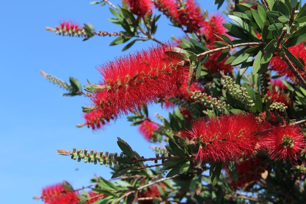 SAFLAX - Árbol del cepillo - 400 semillas - Con sustrato estéril para cultivo - Callistemon citrinus