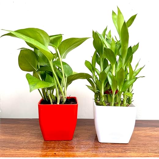 Lucky Bamboo + Money Plant Combo Pack