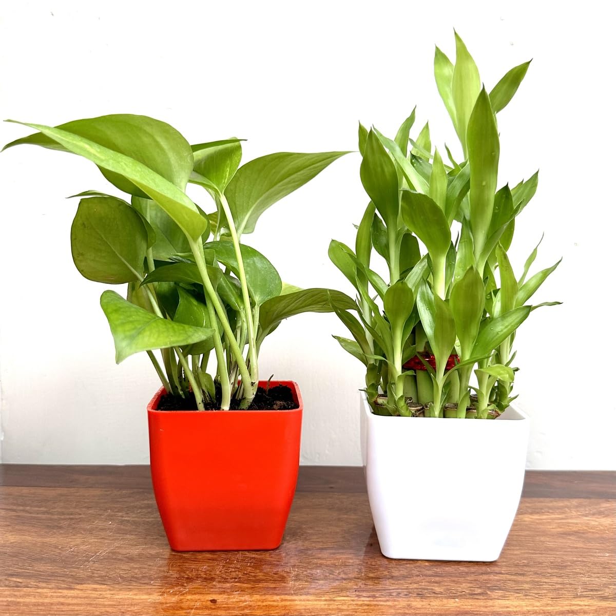 Combo pack of 2 two layer lucky bamboo and money plant | For Living Room or Office table | indoor plants for good luck and air purification