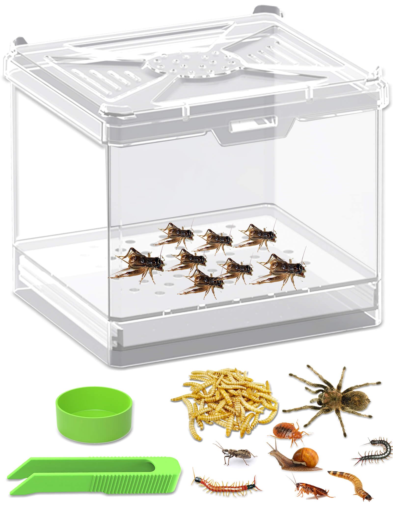 Cricket Keeper - Multi Purpose Insect Habitat for Crickets