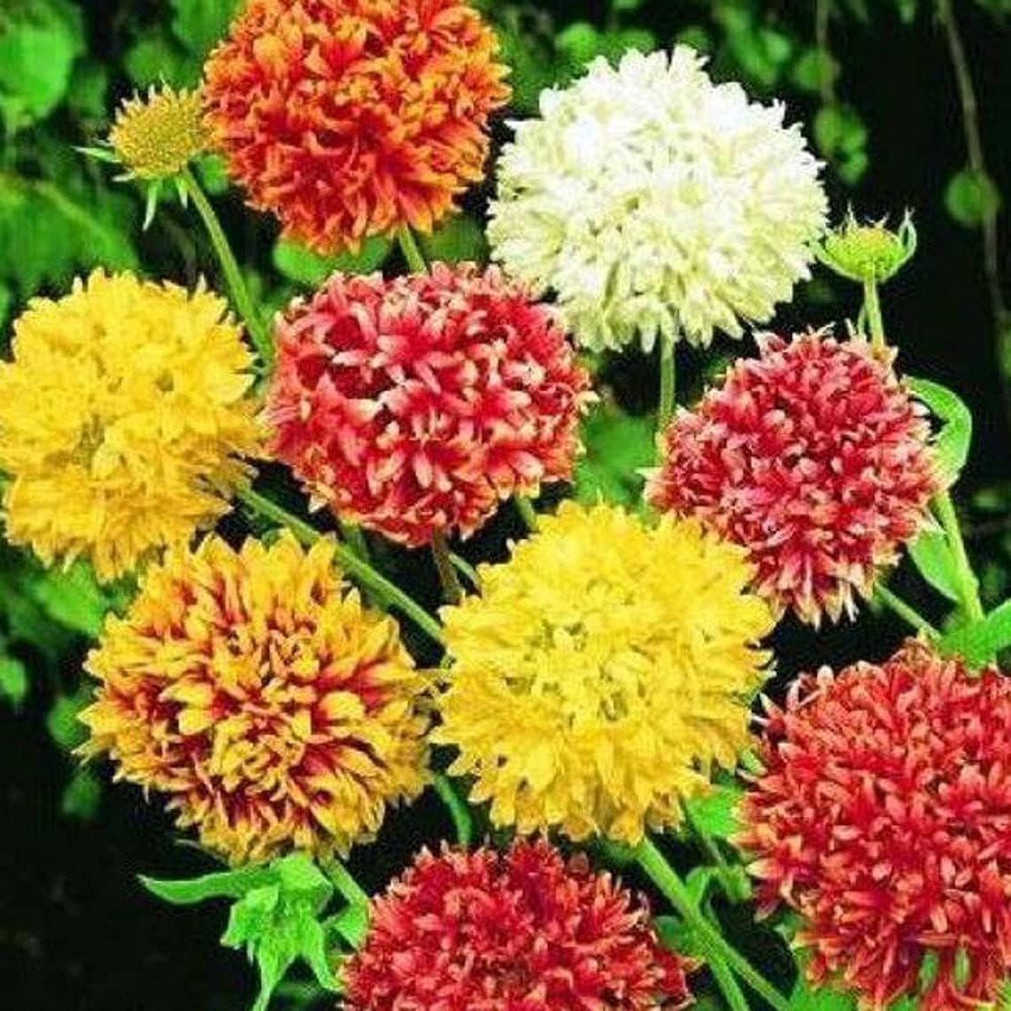 50 SeedsIndian Blanket Mix Flower Seedspv356IGaillardia Picta(NPY