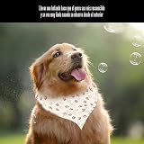Ver la foto 6