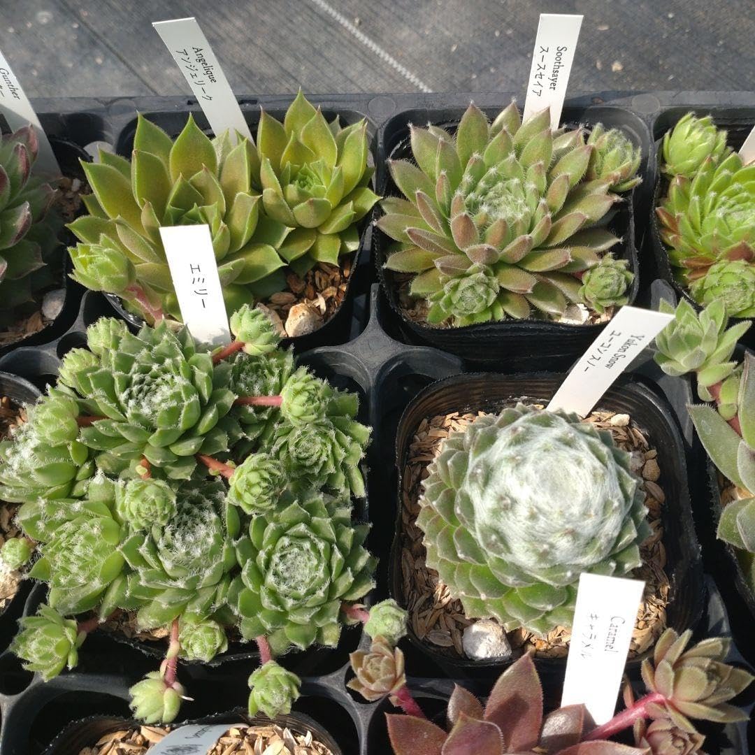 センペルビウム 40ポット セット センペルビウム 40ポット セット