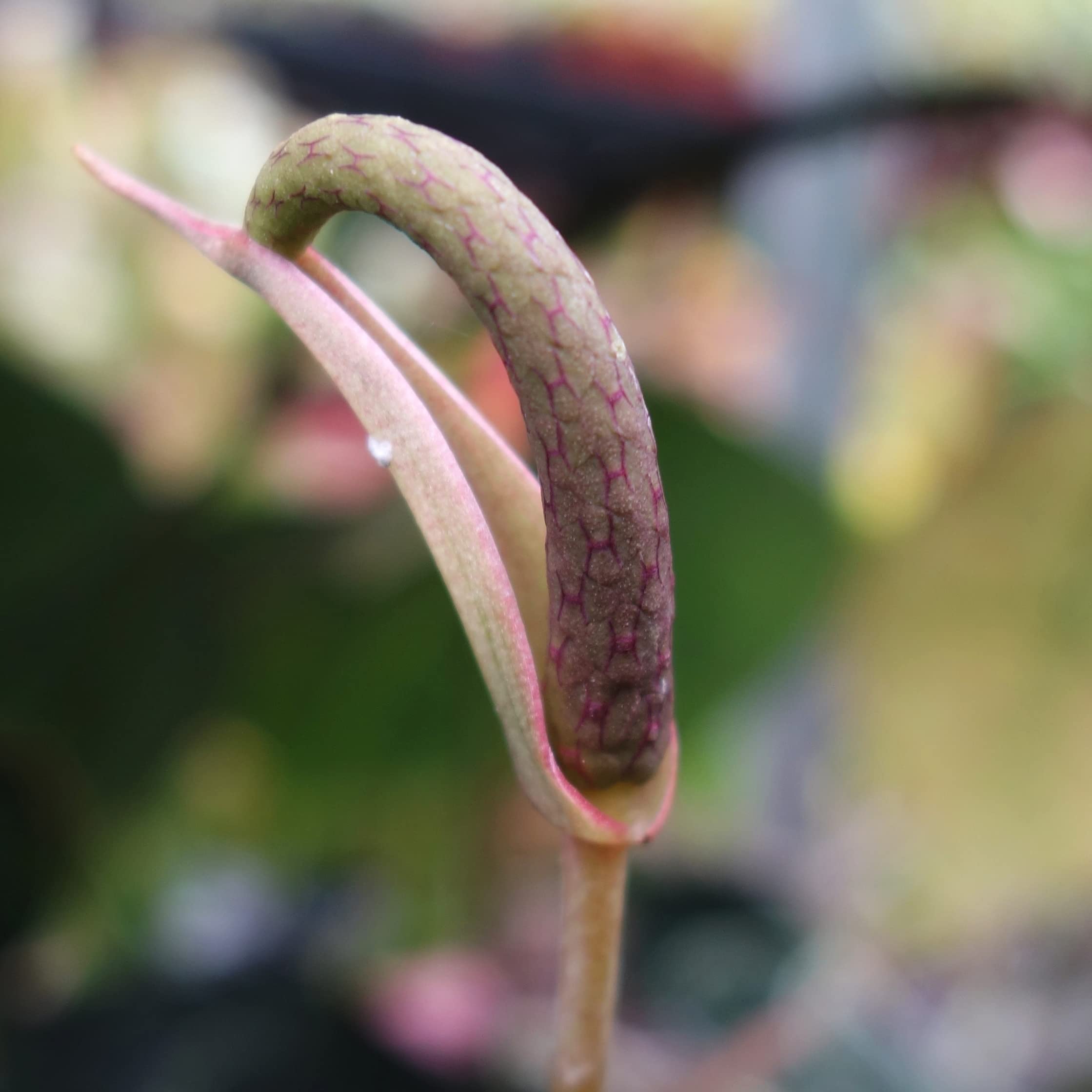 Anthurium clarinervium - exotische Herzblattblume - ideal fr den  halbschattigen Standort - sehr schne Zimmerpflanze : Amazon.de: Garten