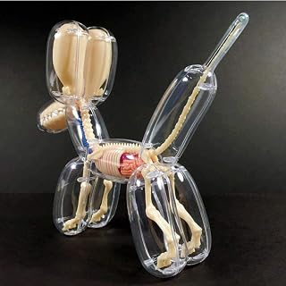 Balloon Dog Bone Perspective Anatomical Model, 4D Puzzle Assembling Toy, Creative Home Decoration Decor Sculpture Statue Figure for Education Traning Aid