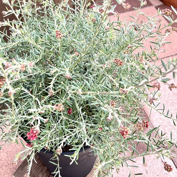 Amazon.co.jp: 花苗 観葉植物：グレビレア ラベンダーグレビレア*7号