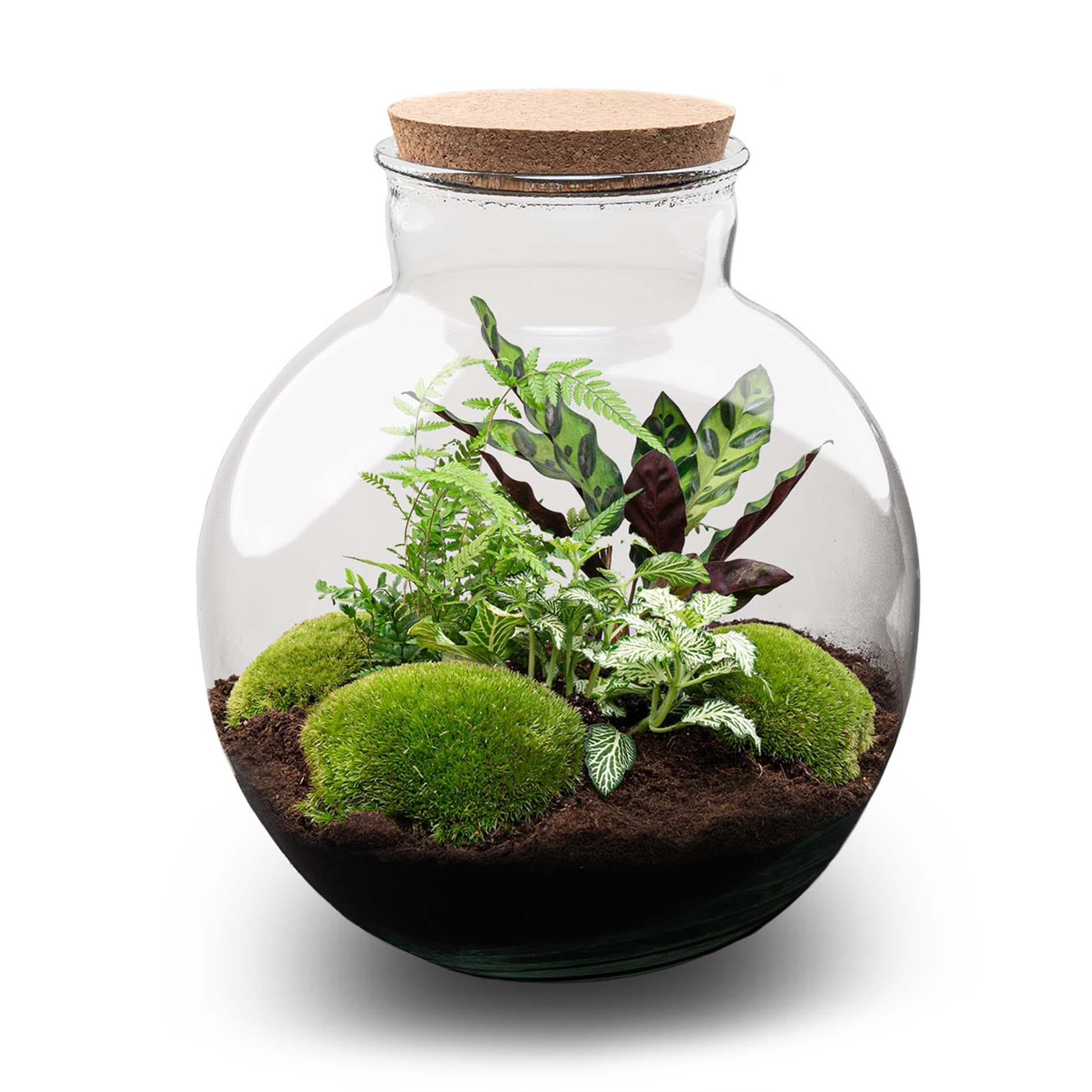 Terrarium z roślinami DIY ze światłem, szkłem i korkami, dekoracja, Ø 31 x 30 cm