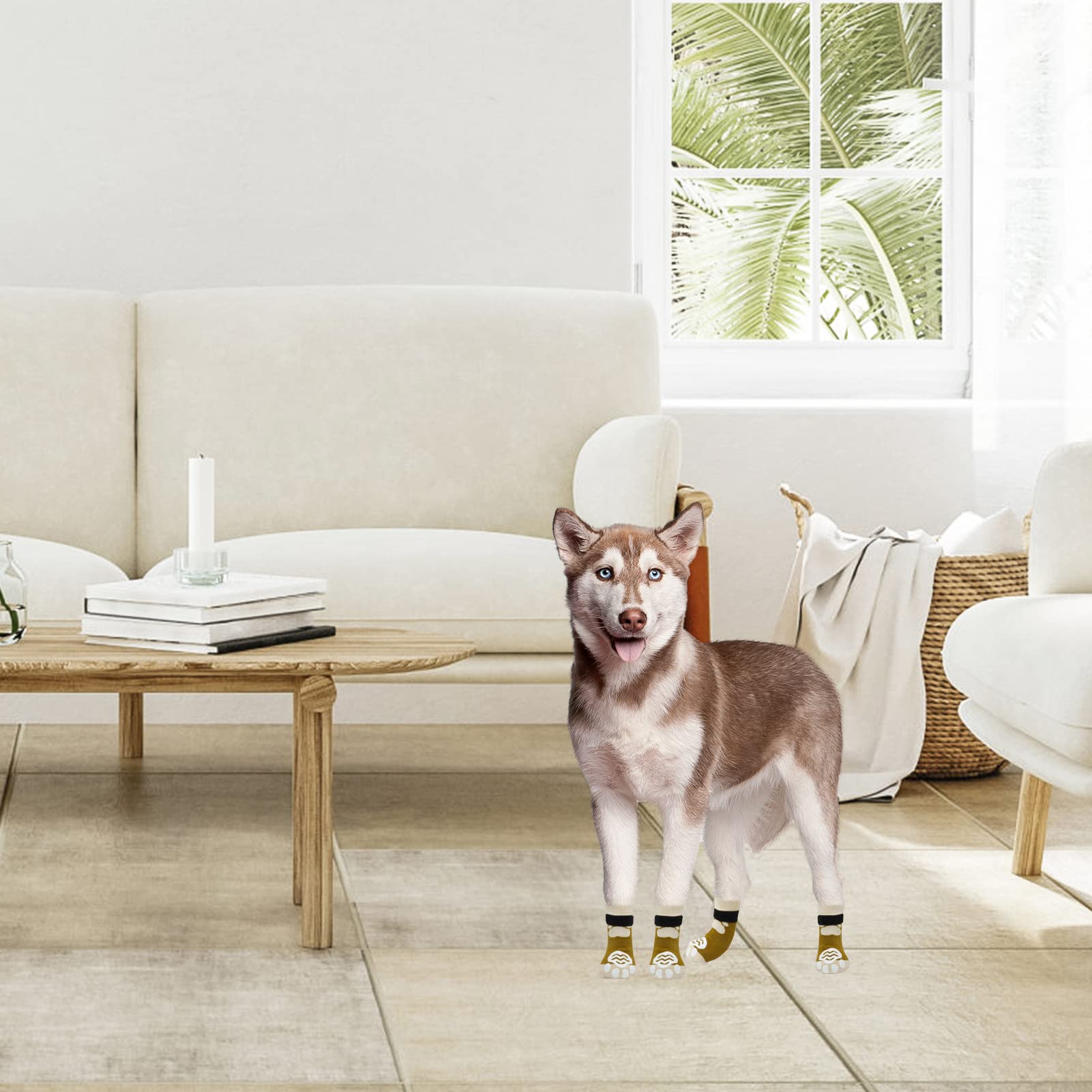 Leerburg Muzzle Training Disc Dogs! Training DVD Inc The - Main Image