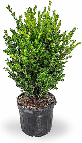 RogersPlantNursery Wintergreen Boxwood 3 Gallon