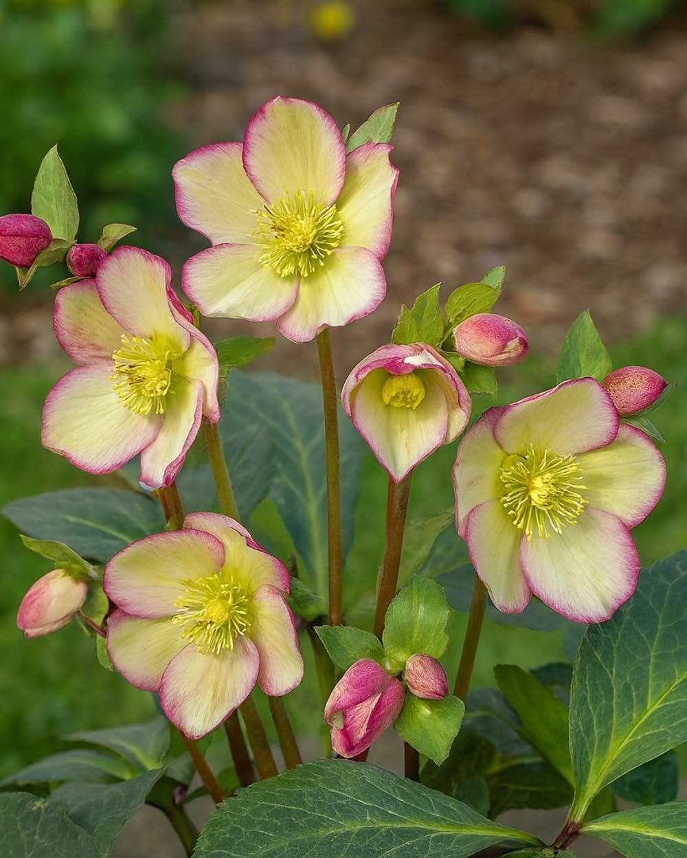 Perennial Farm Marketplace Helleborus Frostkiss® Cherisa® (Lenten Rose) Live Perennial, Size-#1 Container, White-Magenta Late Winter to Spring Flowers