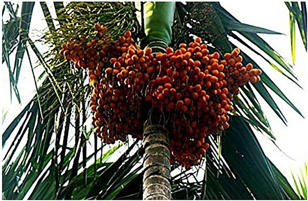Mohomaya Beautiful Gardening saraswati traders Betel Nut/Supari Plant 65 - |saraswati traders Betel Nut/Supari Plant 65|