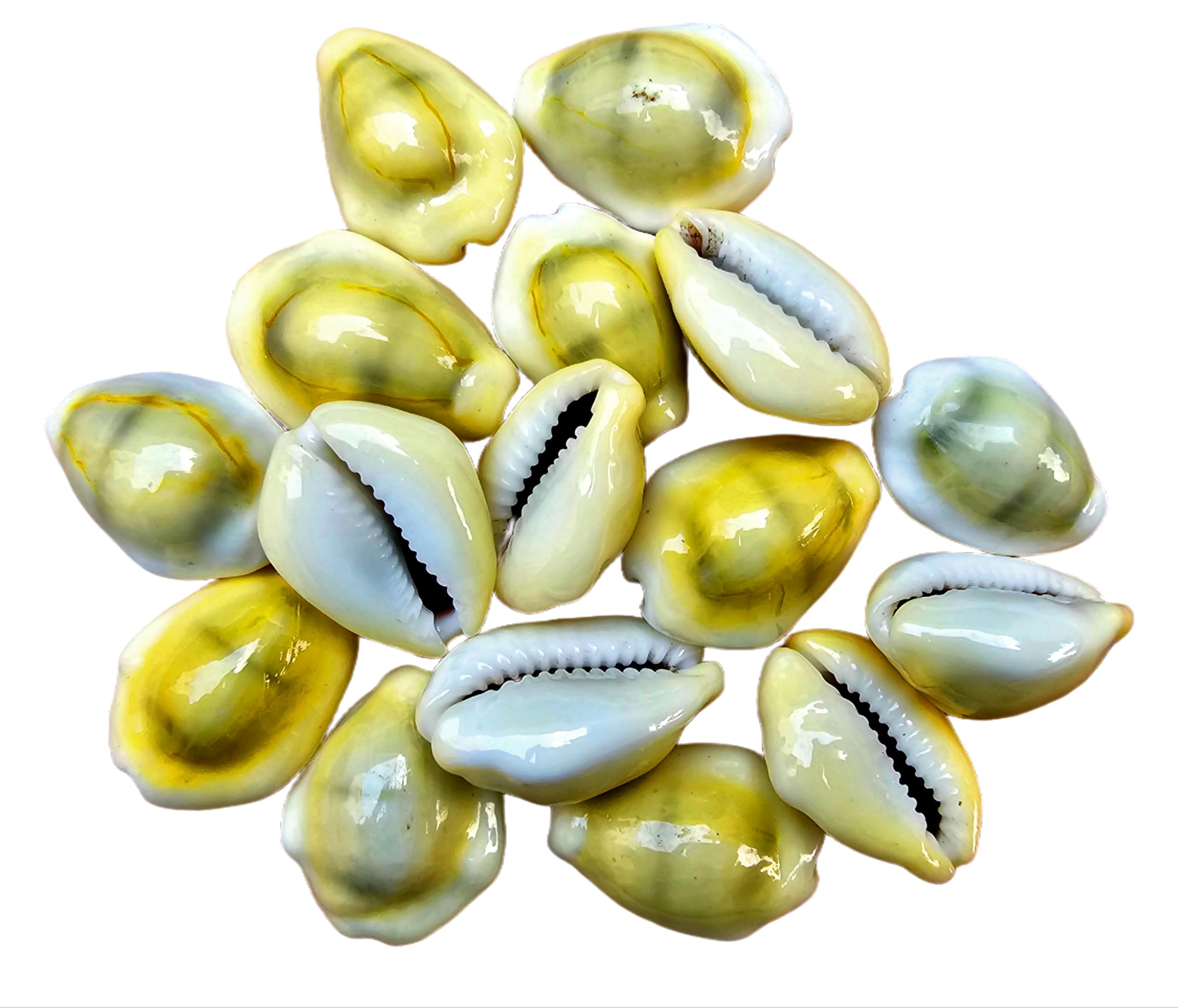 GNR Natural Yellow Cowdi/Cowrie Shell for Lakshmi Pooja - 11 Piece