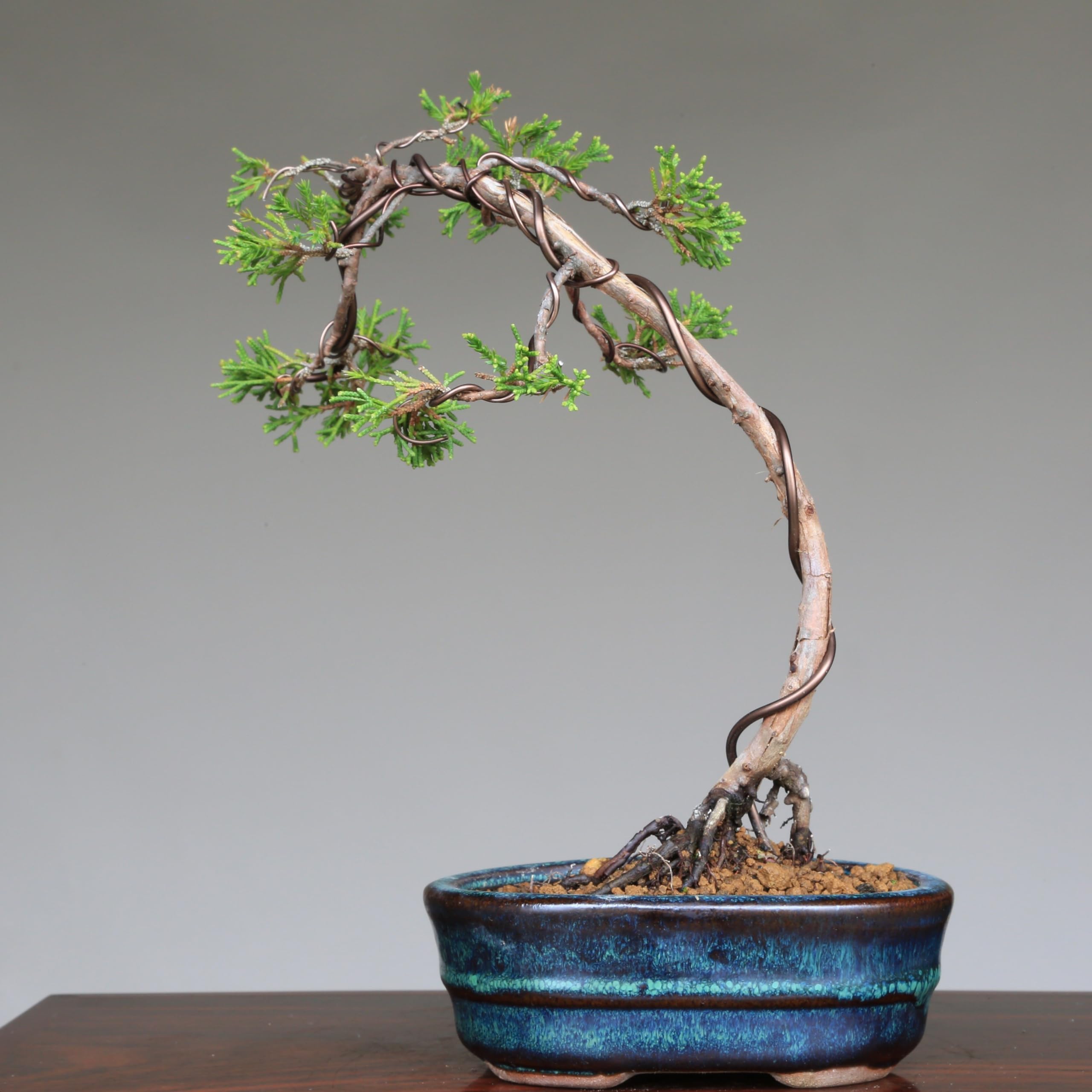 古木感上々 糸魚川真柏 風情ある模様木 持込の貴風盆栽