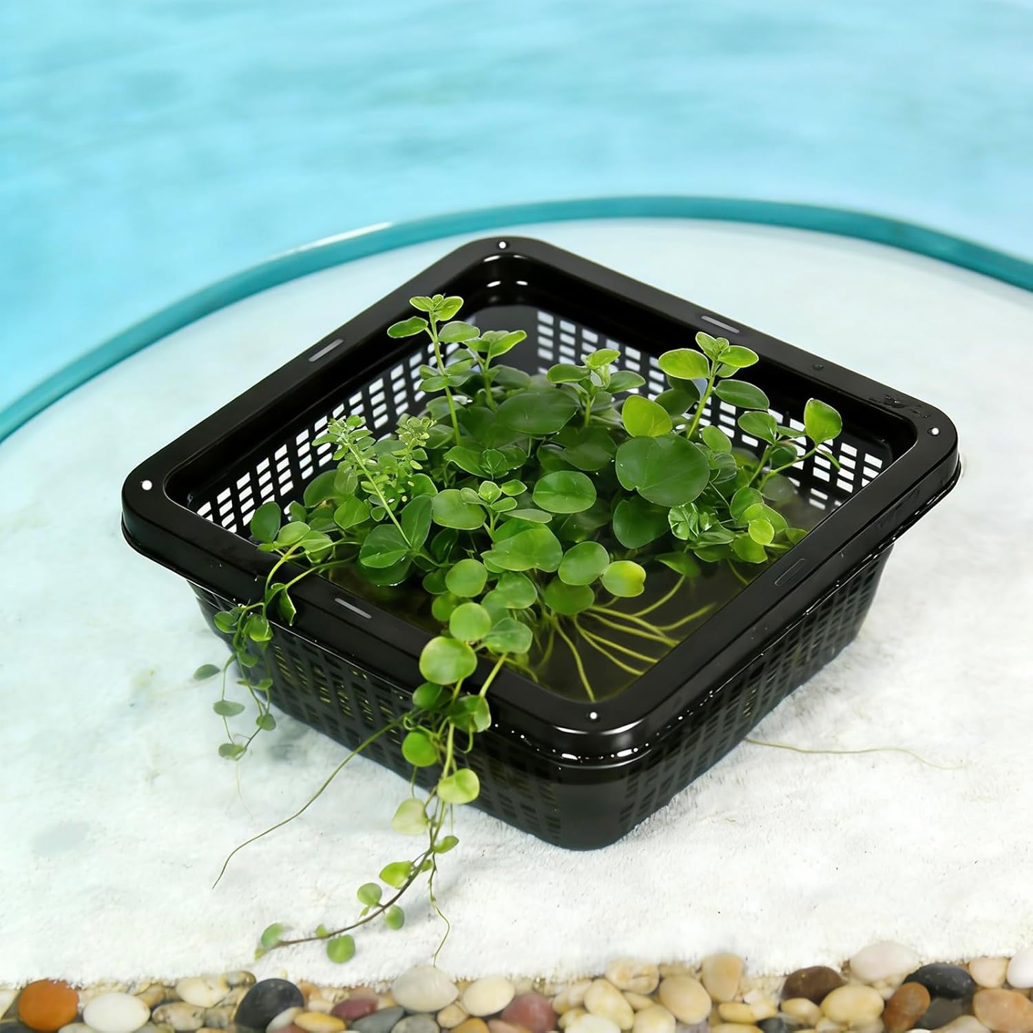 6 Pack Square Aquatic Plant Planter Basket - 7 Inch (18cm) Mesh Pond Plant Pots, Plastic Slotted Design for Water Garden, Aquaponics & Hydroponics Outdoor Use
