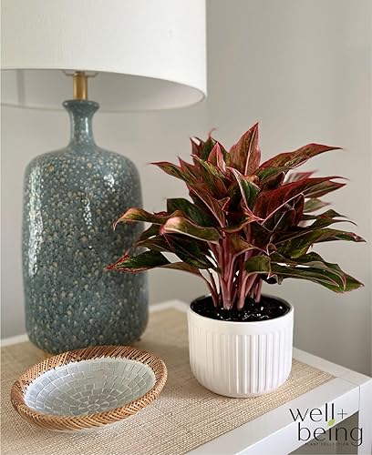 Miniatura 5 de Nature's Way Farms Aglaonema Siam - Planta viva (8-15 pulgadas de alto) en maceta de cultivadores