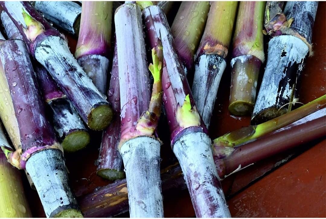 Josan Brothers Organic Farm Australian Red Napier (Pennisetum purpureum cross) multi-cut hybrid fodder grass slips for Cow, Buffalo, Goat, Sheep, Pig, Poultry, Rabbit (Pack of 200)