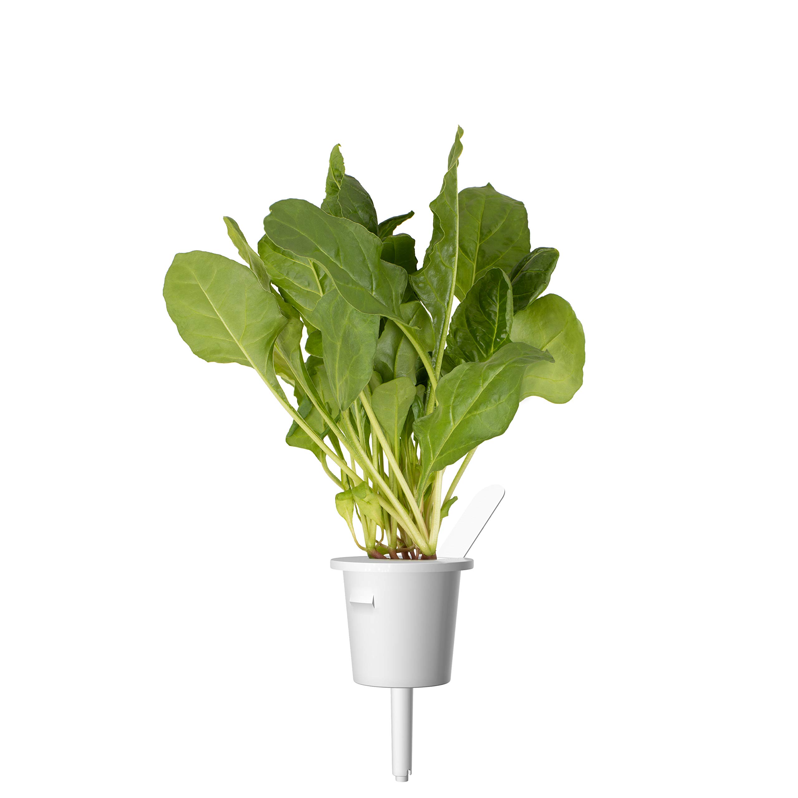 Click and Grow Grüner Mangold Plant Pod Nachfüllpack Substratkapsel Pflanzenkapseln Smart Garden Indoor Garden 3-er pack