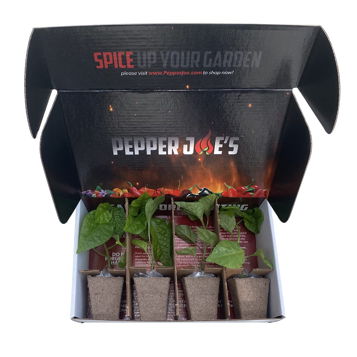 Buy Pepper Joe’s Carolina Reaper Plants 2 Live World's Hottest Chili