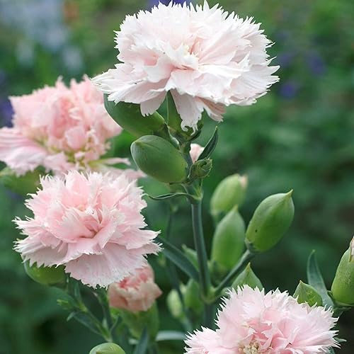 Miniatura 4 de CHUXAY GARDEN Pink Dianthus Caryophyllus-La France Clavel, Clavo Rosa 50 Semillas Día de los Caídos Flower Show Amor Jardinería única Beauyiful Flor