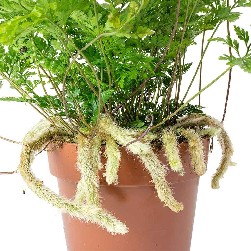 Rabbit's Foot Fern - Live Plant in a 6 Inch Pot - Davallia Tyermani - Extremely Rare and Exotic Ferns from Florida