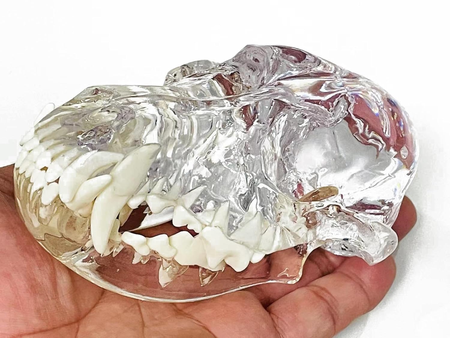 Dental Dog Skull Clear Teeth Skull Model Canine Animals Oral Tooth Jaw Anatomical for Veterinary Education Study Demo Decoration