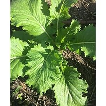 18 Seeds Mustard Green Wave. Spicy Asian Spinach Leaf Salad Vegetable Seeds Easy to Grow