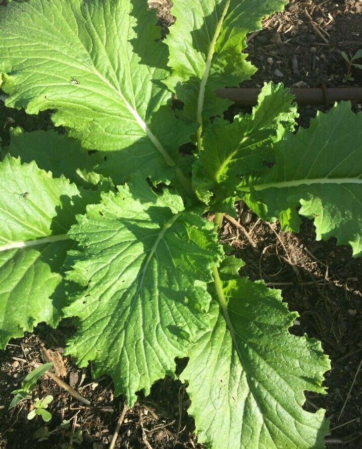 Buy4seeds 20 Seeds Mustard Green Wave. Spicy Asian Spinach Leaf Salad Vegetable Seeds Easy to Grow