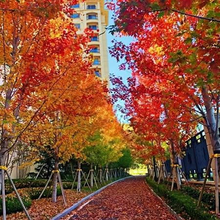 Red maple (Acer rubrum)