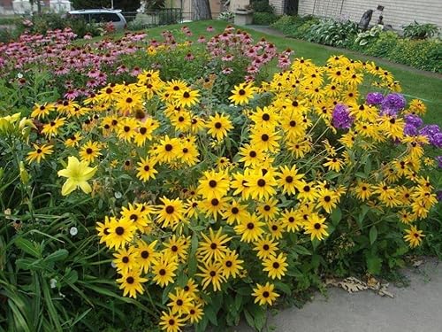 Miniatura 7 de 0.18 oz Mixto de Ojos Negros Susan (Thunbergia Alata) Semillas Flores Decoración Jardín