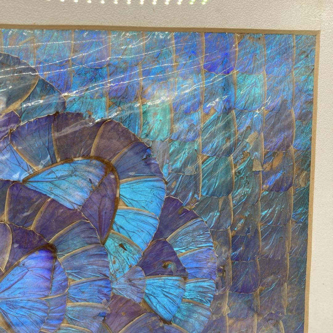 Amazon.co.jp: レア モルフォ蝶 標本 アート 美術 芸術 昆虫 チョウ