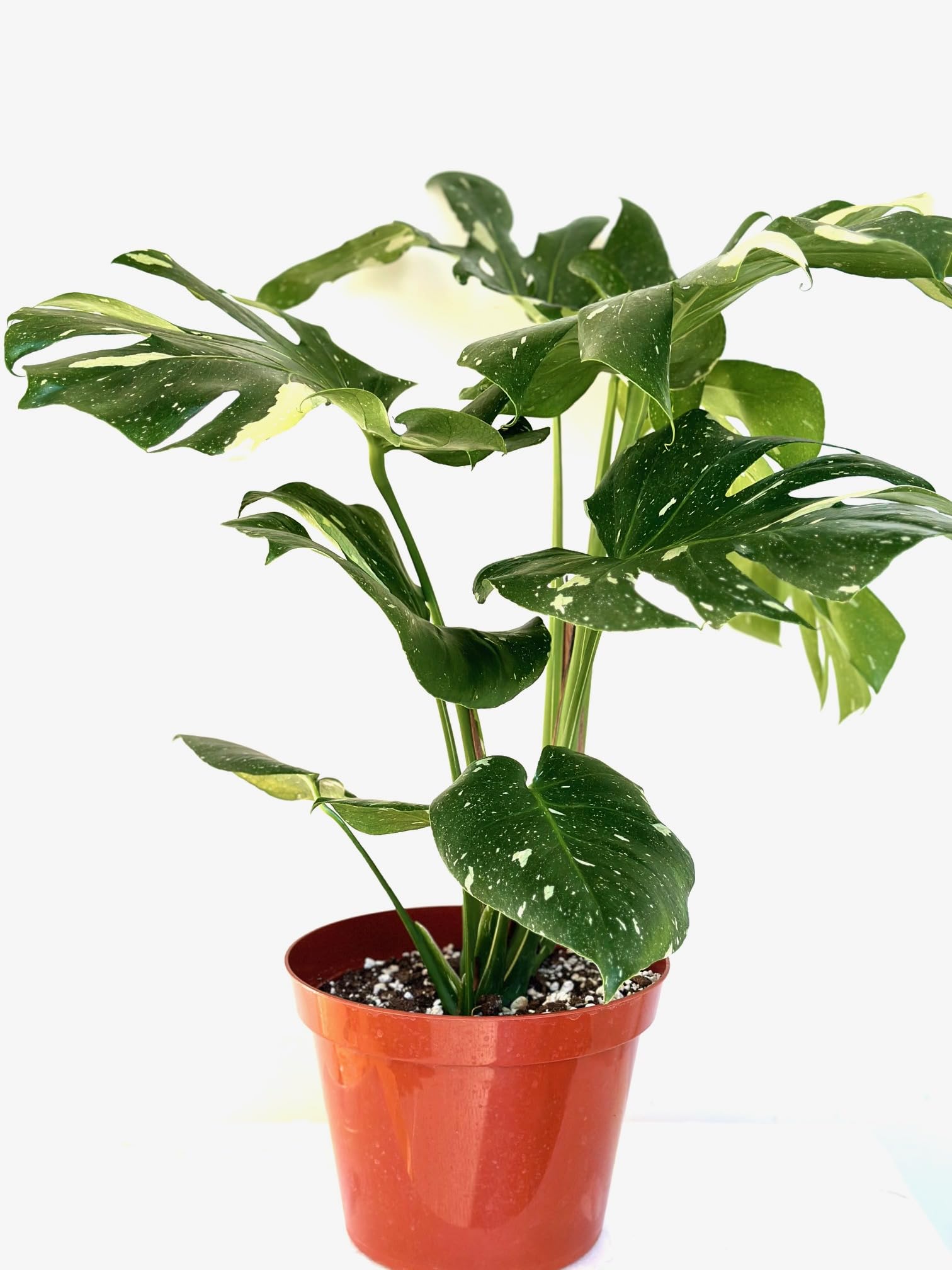 Amazon.com : Monstera Deliciosa 8" Pot, Rare Albo White Tiger Variegated  Leaf Plant : Patio, Lawn & Garden