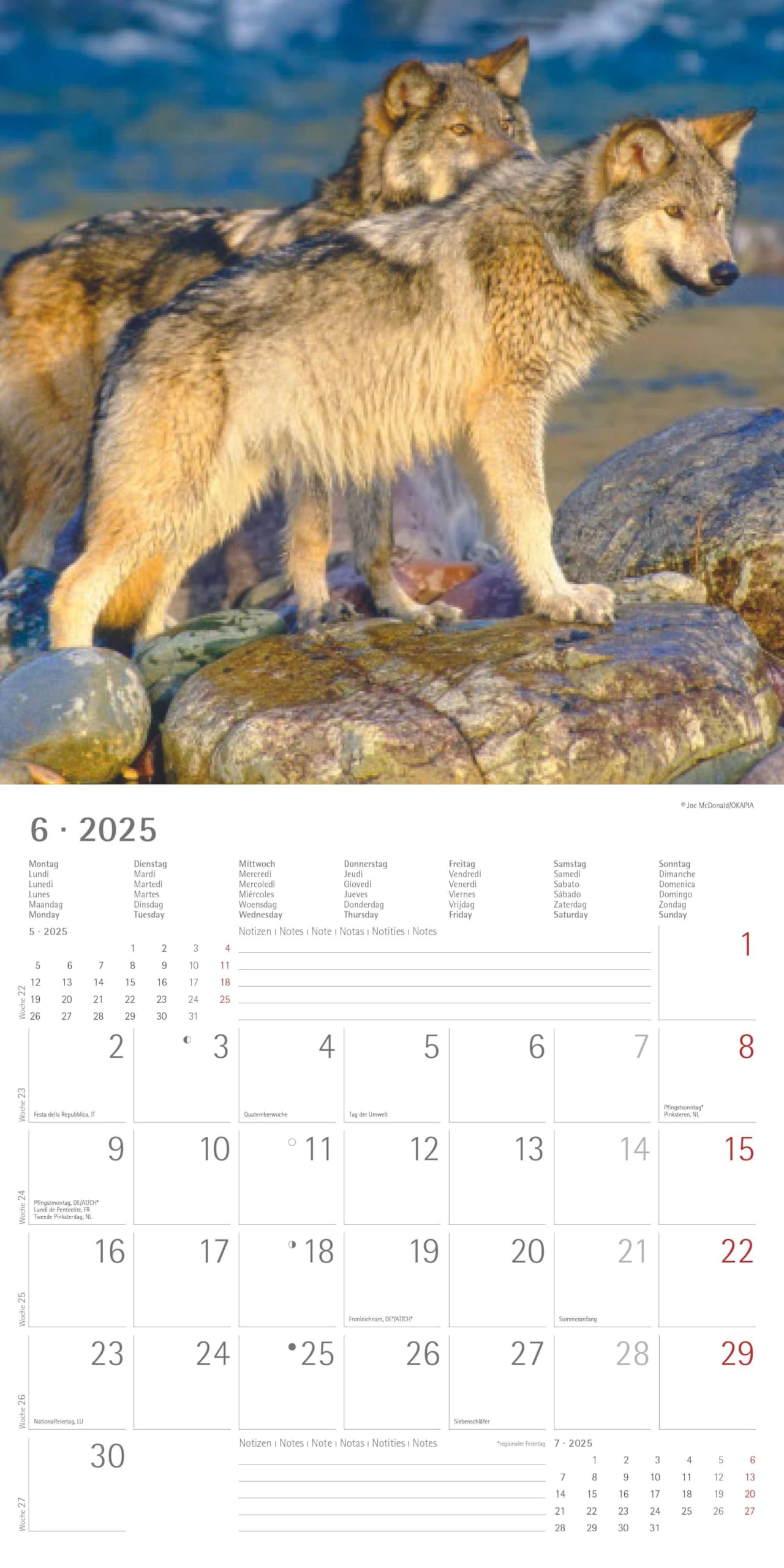 Wölfe 2025 - Broschürenkalender 30x30 cm (30x60 geöffnet) - Kalender mit Platz für Notizen - Wolves - Bildkalender - Wandplaner - Alpha Edition
