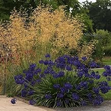 Plant Theory Golden Oats Grass Stipa Gigantea Outdoor Ornamental Plant 2L Pot